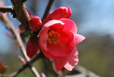 Chaenomeles japonica - kdoulovec japonský - detail květu